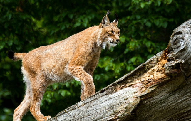 Обои картинки фото животные, рыси, кошка