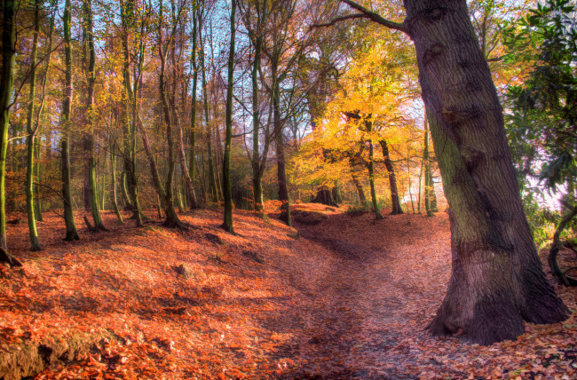 Обои картинки фото природа, лес, тропинка, осень