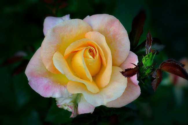 Обои картинки фото цветы, розы, макро