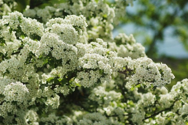 Обои картинки фото цветы, цветущие деревья ,  кустарники, весна