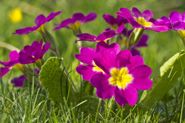 Обои картинки фото цветы, примулы, розовый