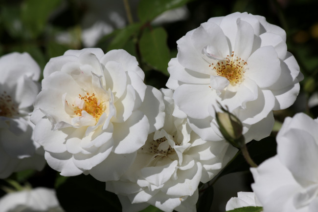 Обои картинки фото цветы, розы, белый