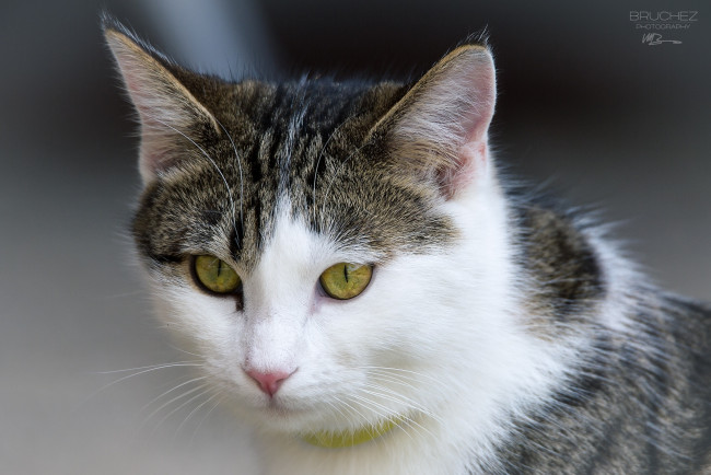 Обои картинки фото животные, коты, глаза, мордочка, кошка