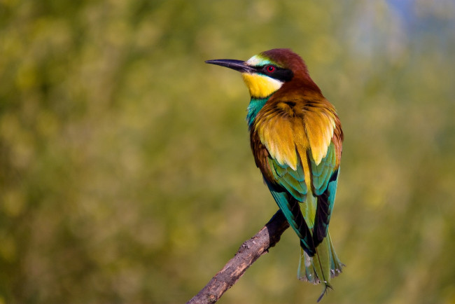 Обои картинки фото животные, щурки , пчелоеды, яркий