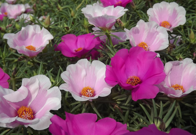 Обои картинки фото цветы, портулак, розовый