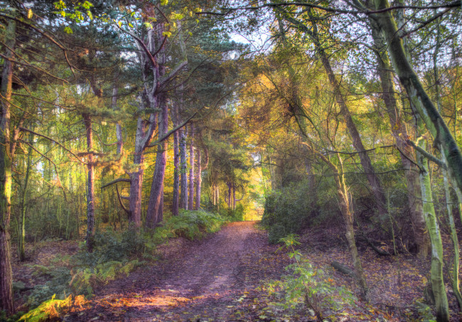 Обои картинки фото природа, дороги, лес, дорога