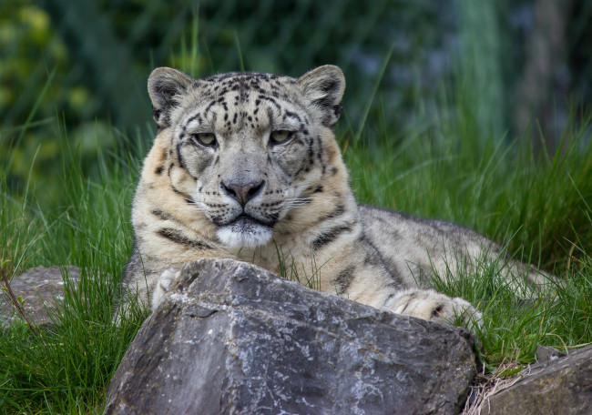 Обои картинки фото животные, снежный барс , ирбис, трава, отдых, камни, морда, кошка