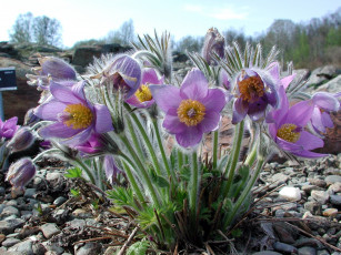 Картинка цветы анемоны +сон-трава пушистики