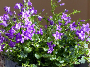 Картинка цветы колокольчики фиолетовый