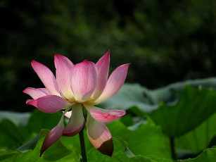 Картинка цветы лотосы бутон лепестки фон