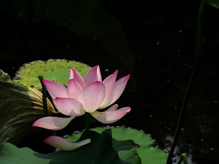 Картинка цветы лотосы бутон лепестки фон