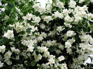 Картинка цветы жасмин белый