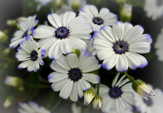 Картинка цветы цинерария макро бутончики лепестки