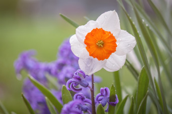 Картинка цветы разные+вместе роса гиацинт нарцисс