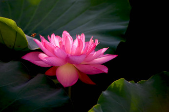 Картинка цветы лотосы бутон фон лепестки