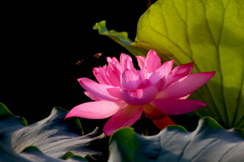 Картинка цветы лотосы фон лепестки бутон