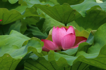 Картинка цветы лотосы лепестки бутон фон