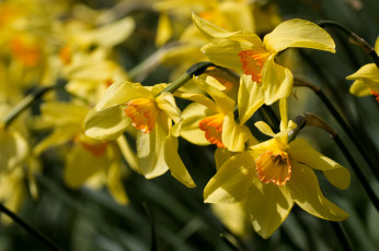 Картинка цветы нарциссы жёлтые макро