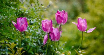 Картинка цветы тюльпаны