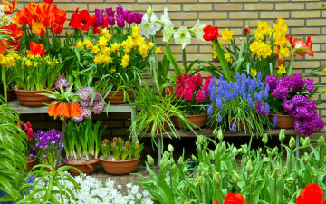 Картинка цветы разные+вместе нарциссы тюльпаны гиацинты