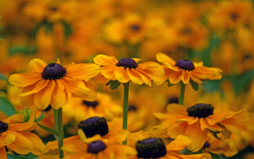 Картинка цветы рудбекия боке макро