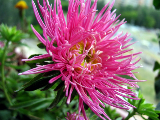 Обои картинки фото цветы, астры, розовый