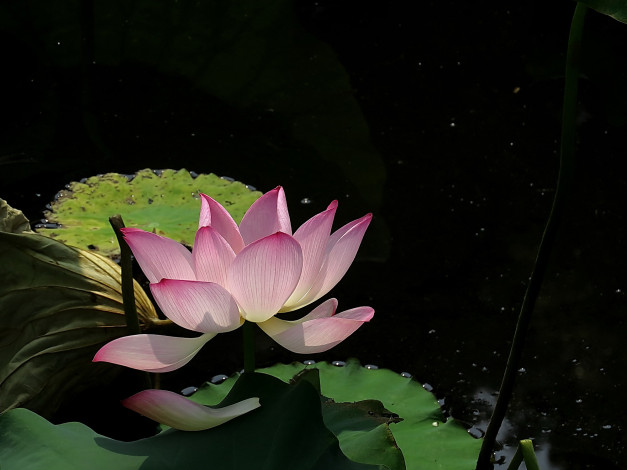 Обои картинки фото цветы, лотосы, бутон, лепестки, фон