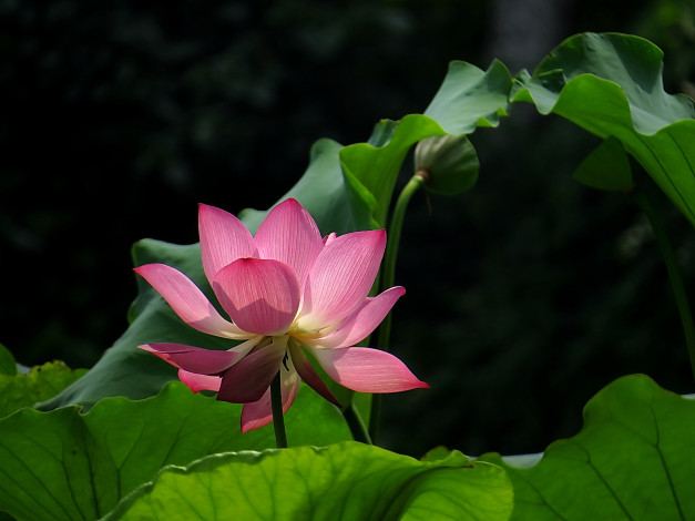 Обои картинки фото цветы, лотосы, бутон, лепестки, фон