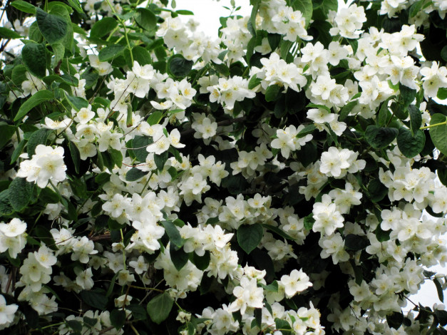 Обои картинки фото цветы, жасмин, белый