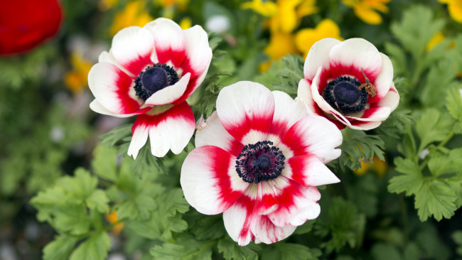 Обои картинки фото цветы, анемоны,  сон-трава, трио