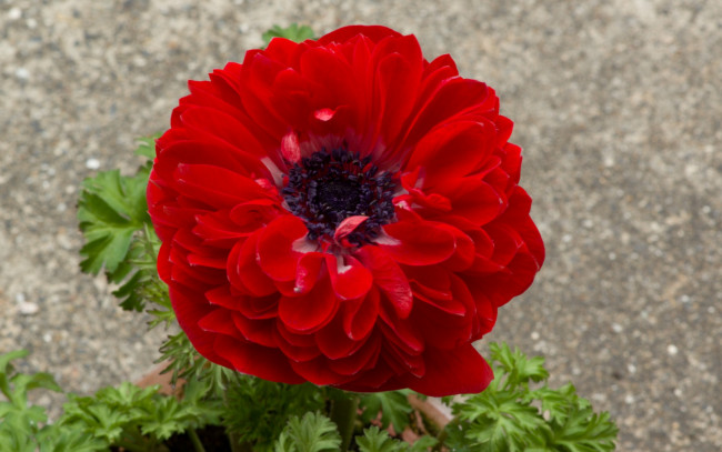 Обои картинки фото цветы, анемоны,  сон-трава, алый