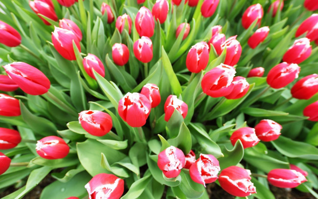 Обои картинки фото цветы, тюльпаны, поле, красные