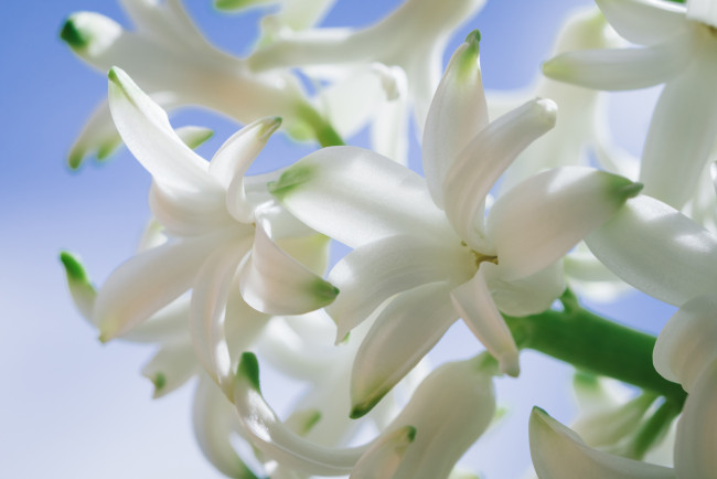 Обои картинки фото цветы, гиацинты, цветки, гиацинт, макро