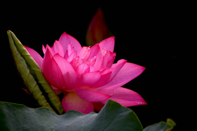 Обои картинки фото цветы, лотосы, фон, лепестки, бутон