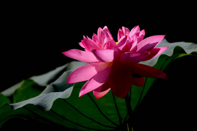 Обои картинки фото цветы, лотосы, фон, лепестки, бутон