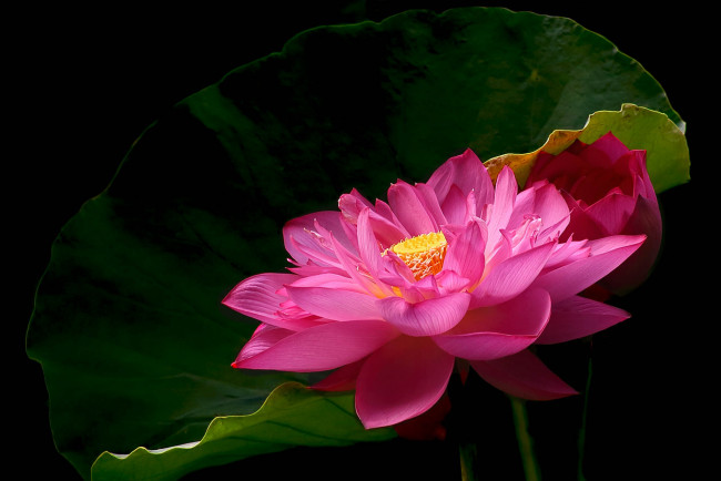 Обои картинки фото цветы, лотосы, фон, лепестки, бутон