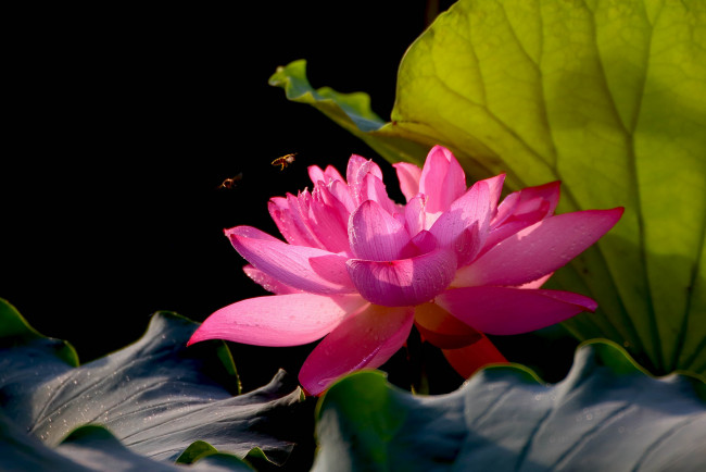 Обои картинки фото цветы, лотосы, фон, лепестки, бутон