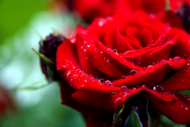 Обои картинки фото цветы, розы, макро, капли