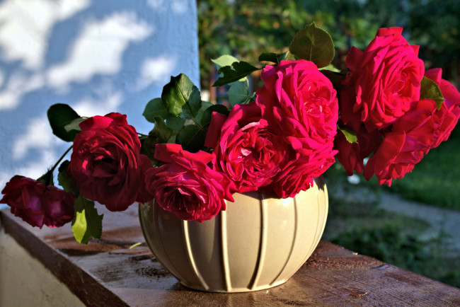 Обои картинки фото цветы, розы, розовый