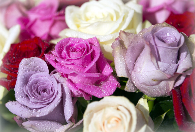Обои картинки фото цветы, розы, капли