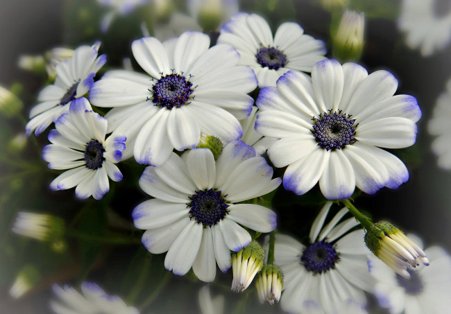 Обои картинки фото цветы, цинерария, макро, бутончики, лепестки