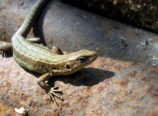 Картинка животные Ящерицы +игуаны +вараны ящерица трубы