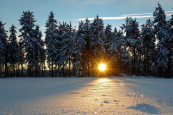 Картинка природа лес деревья