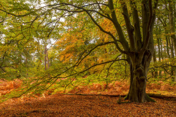 Картинка природа лес деревья