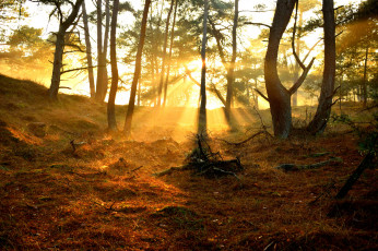 Картинка природа лес деревья