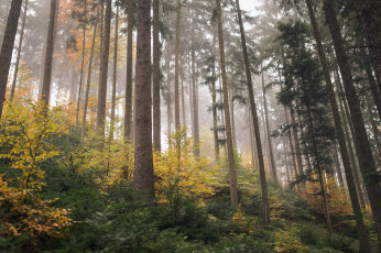 Картинка природа лес деревья