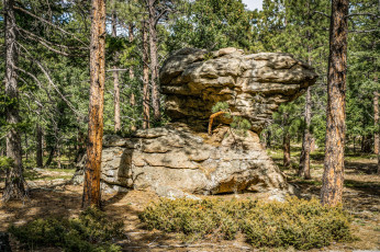 Картинка природа лес деревья