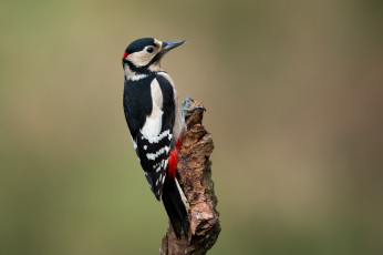 Картинка животные дятлы птичка