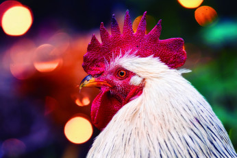 Картинка животные куры +петухи петух символ 2017 года клюв птицы гребень