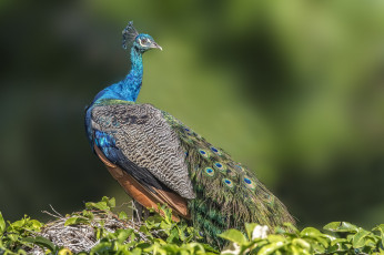 Картинка животные павлины птичка